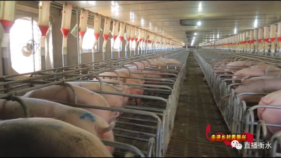 衡水市现代农业园区,衡水农业产业化助力乡村振兴