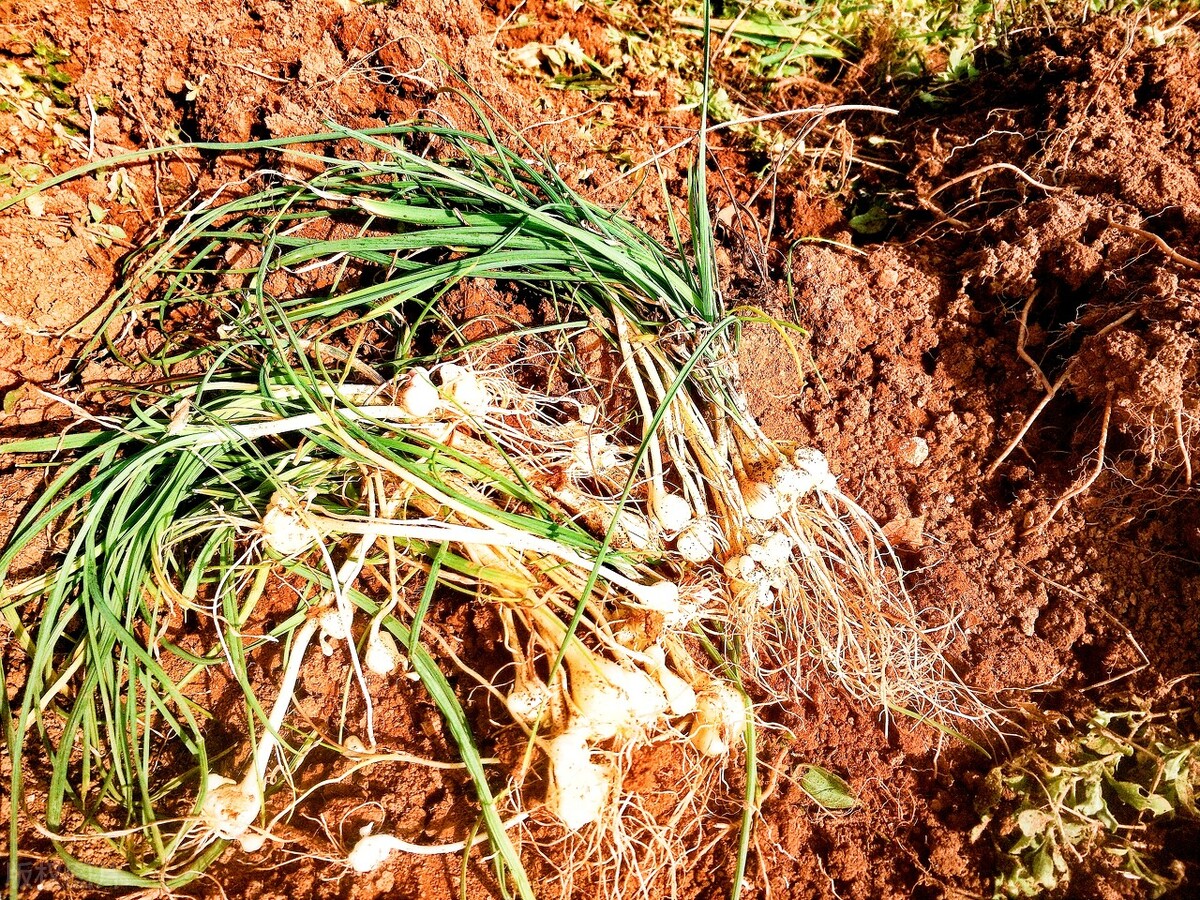 中医攻克冠心病只用两味中药,冠心病活血化瘀中药处方