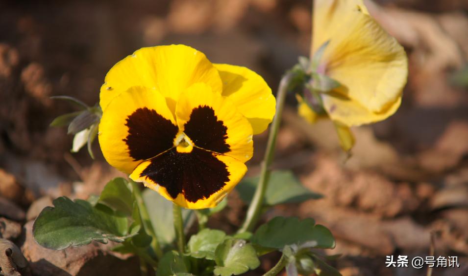 杜新枝杜新鹏,杜新枝新年作品