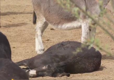 小伙三年养了4000头母驴，感情深厚一头也不卖，但一天还净赚4万