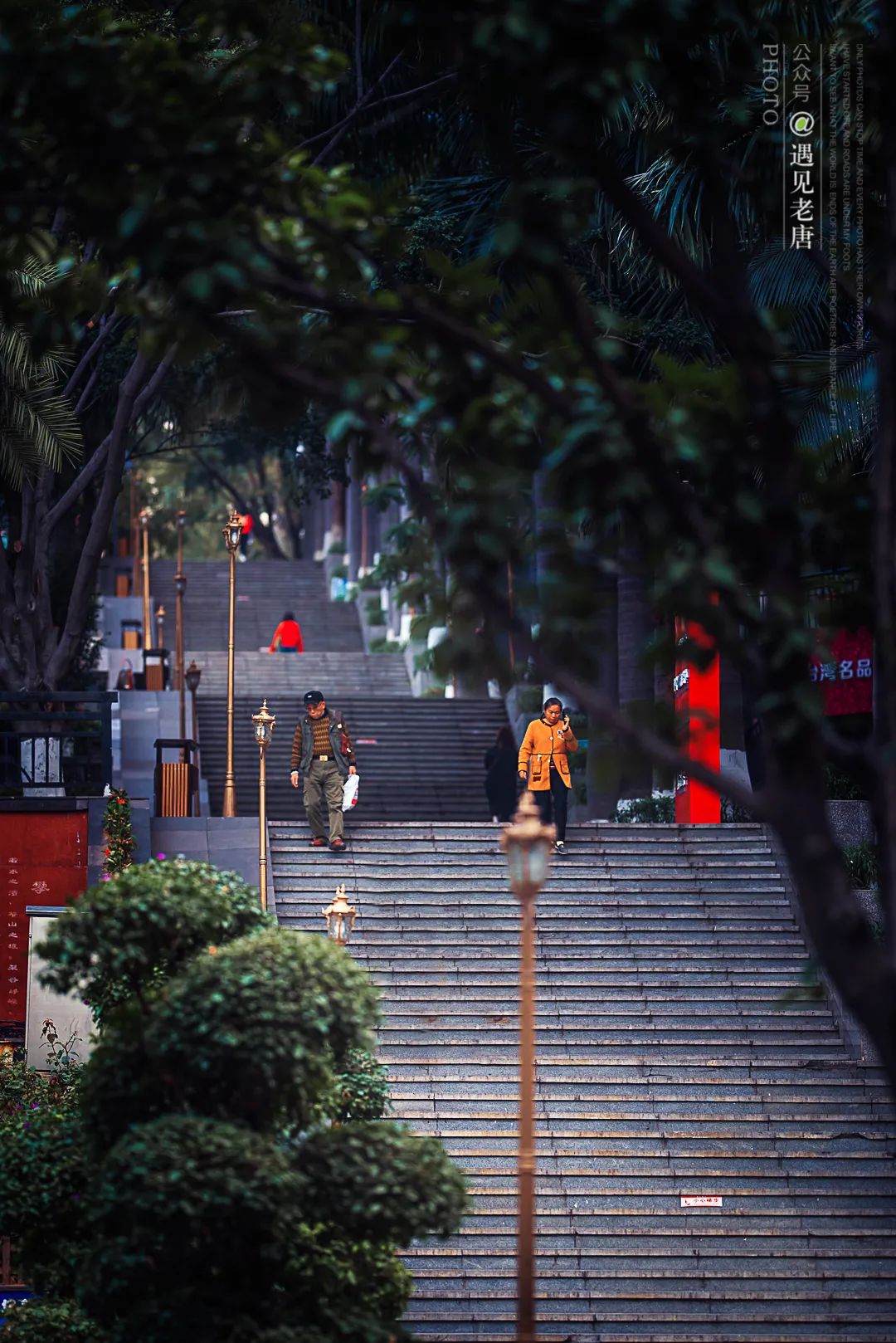 攀枝花是一种什么花,什么是攀枝花铁树