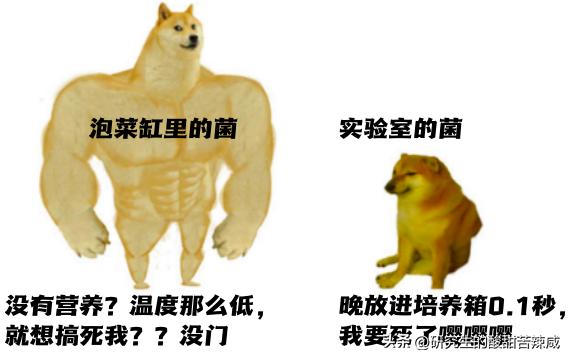 你可能不信：我爸在家里泡姜的图，能气死五个博士