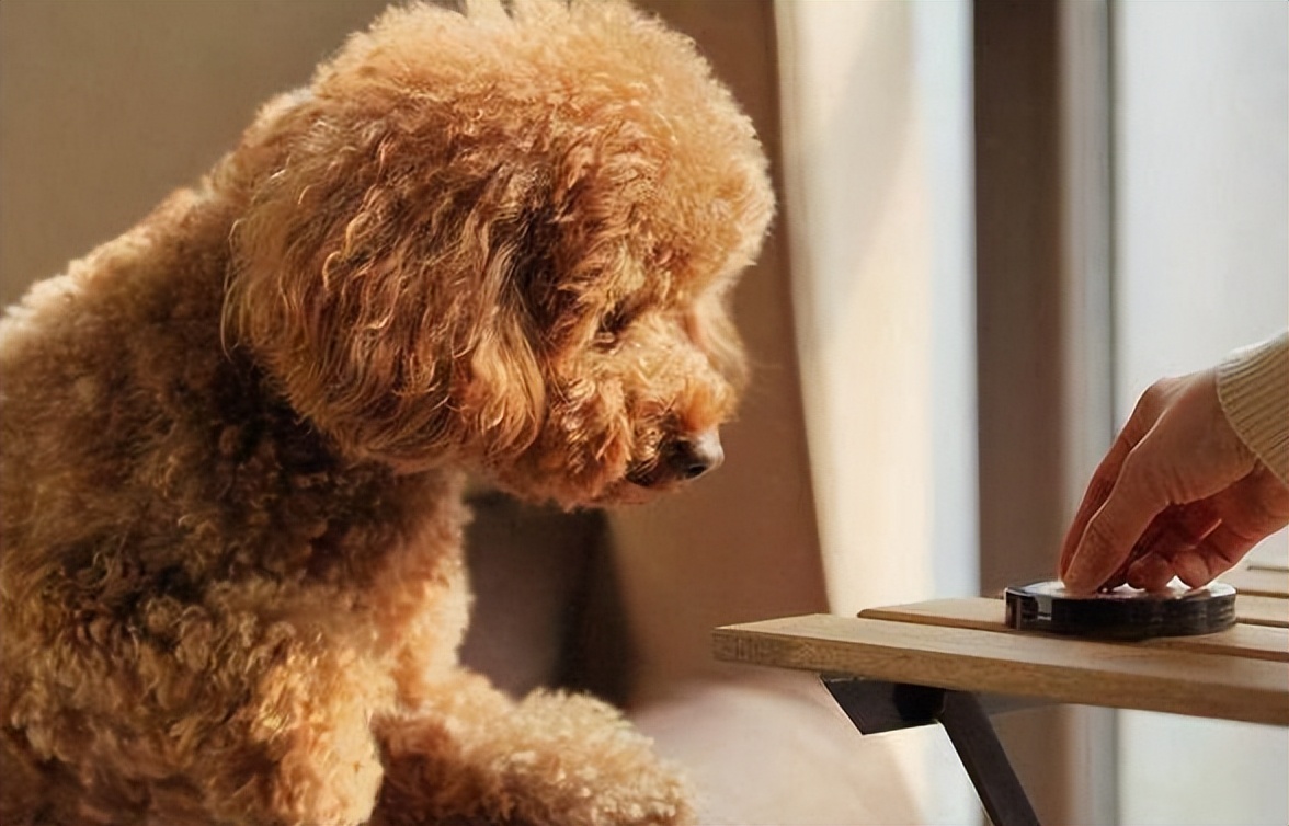 泰迪的七种缺点,黑泰迪的优点与缺点