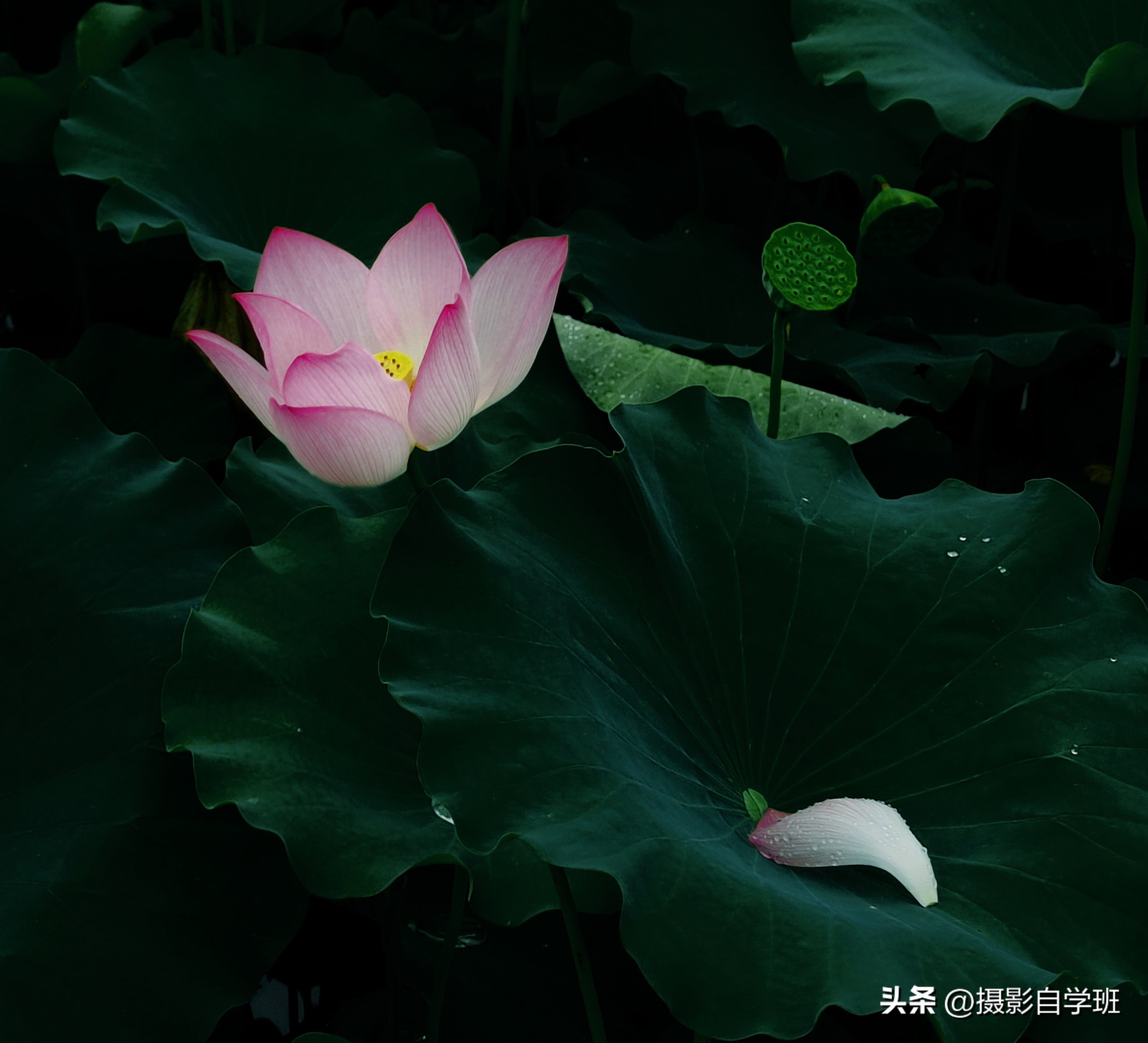 摄友投稿图片,摄友投稿旅行记录图