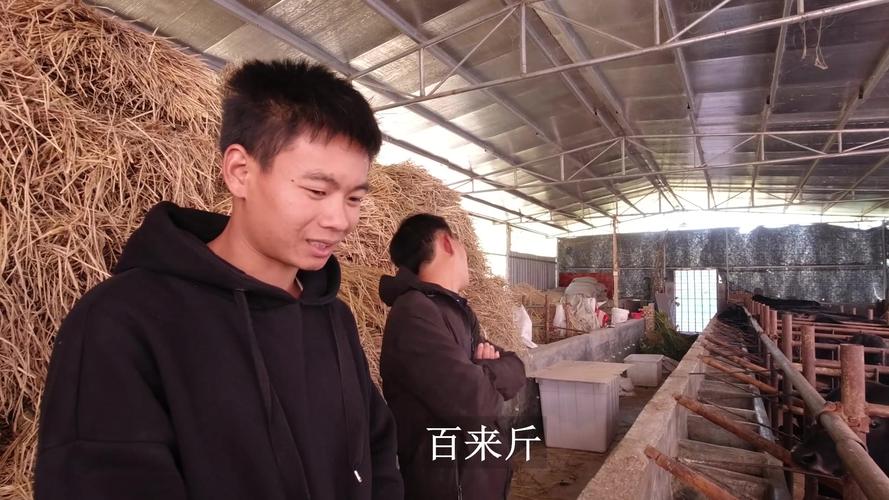 回家搞养殖一年赚十几万,农村养殖年入10万