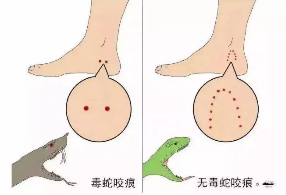 重庆某小区频繁出现剧毒蛇,重庆的剧毒蛇