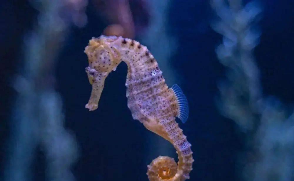 海洋里的奇特生物海马,海马神奇的生物