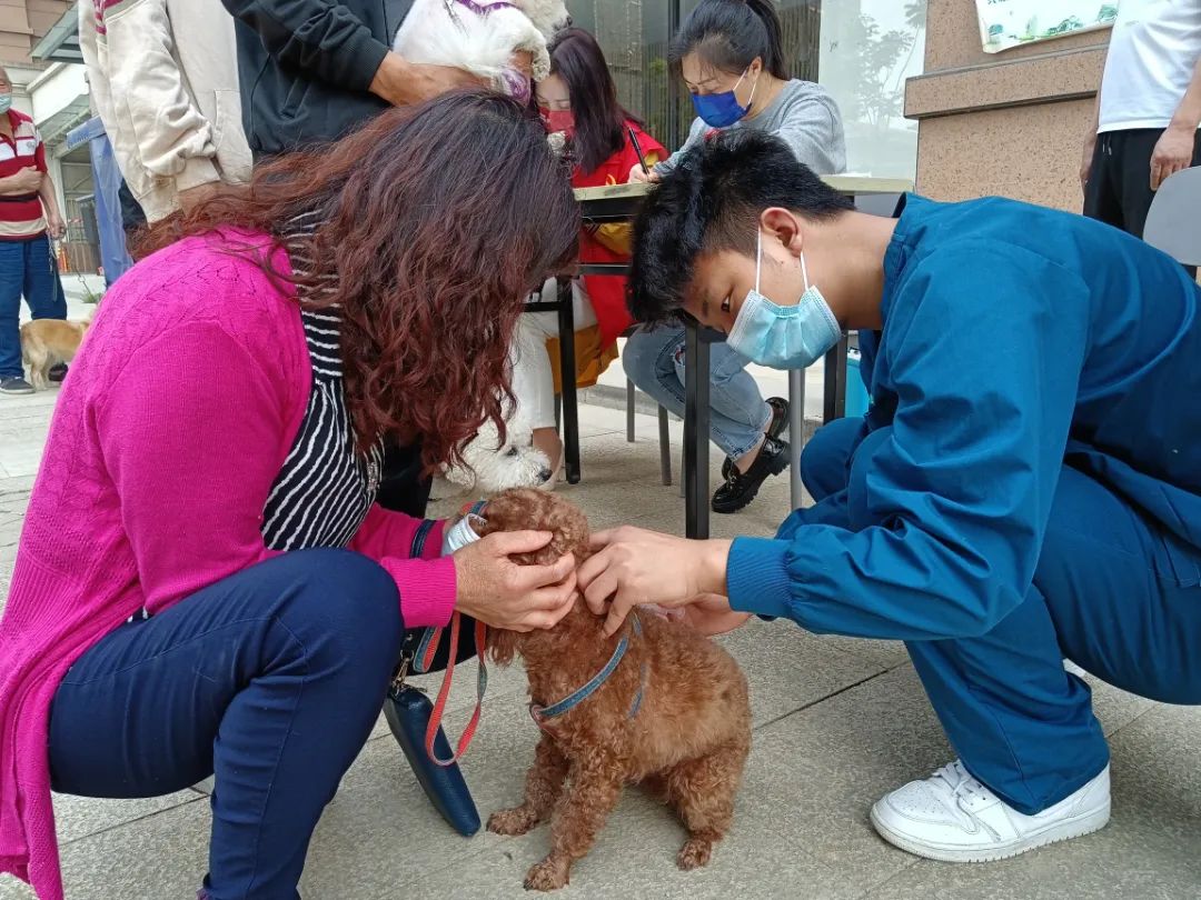 免费！成华区犬只狂犬病集中免疫来啦，快带上你的爱犬来“打针”|成华融媒