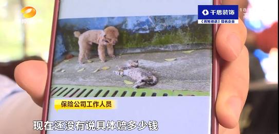宠物猫被车压死怎么赔偿,宠物猫被车撞死车主要赔偿么