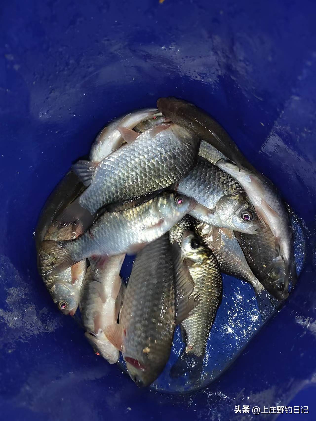 钓鱼日记——2023年7月10日（西玉河出水口夜钓）