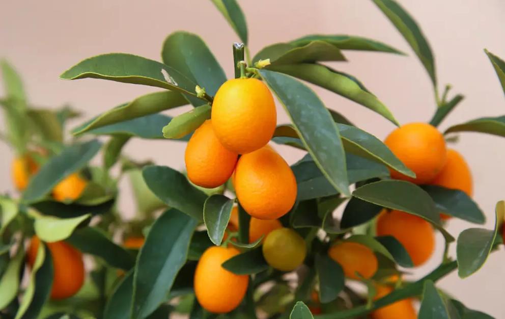 盆栽黄金树的寓意和象征,过年必备寓意好金钱树盆栽