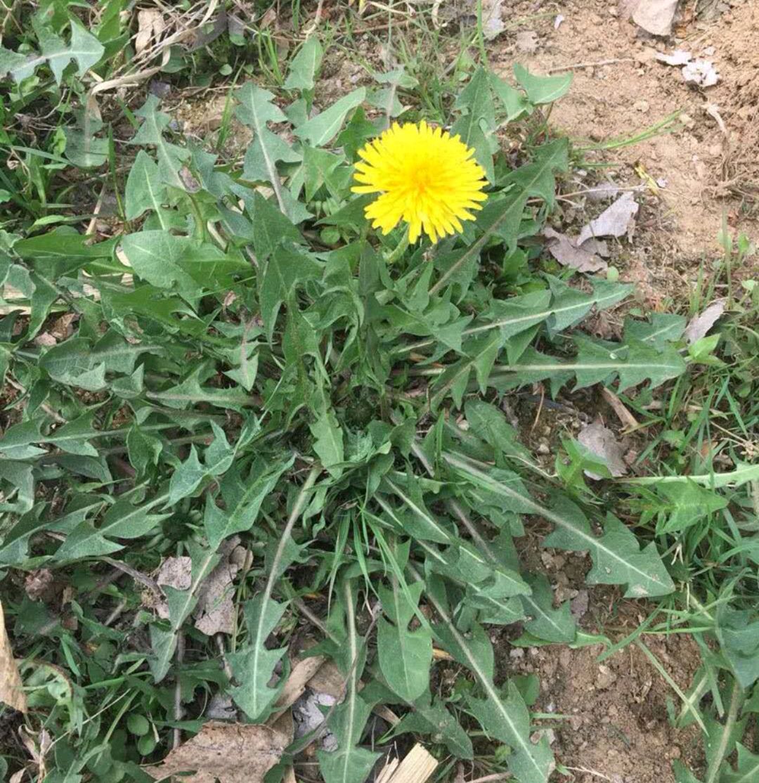 可以吃的野菜大全100种图解,教你认识100种野菜