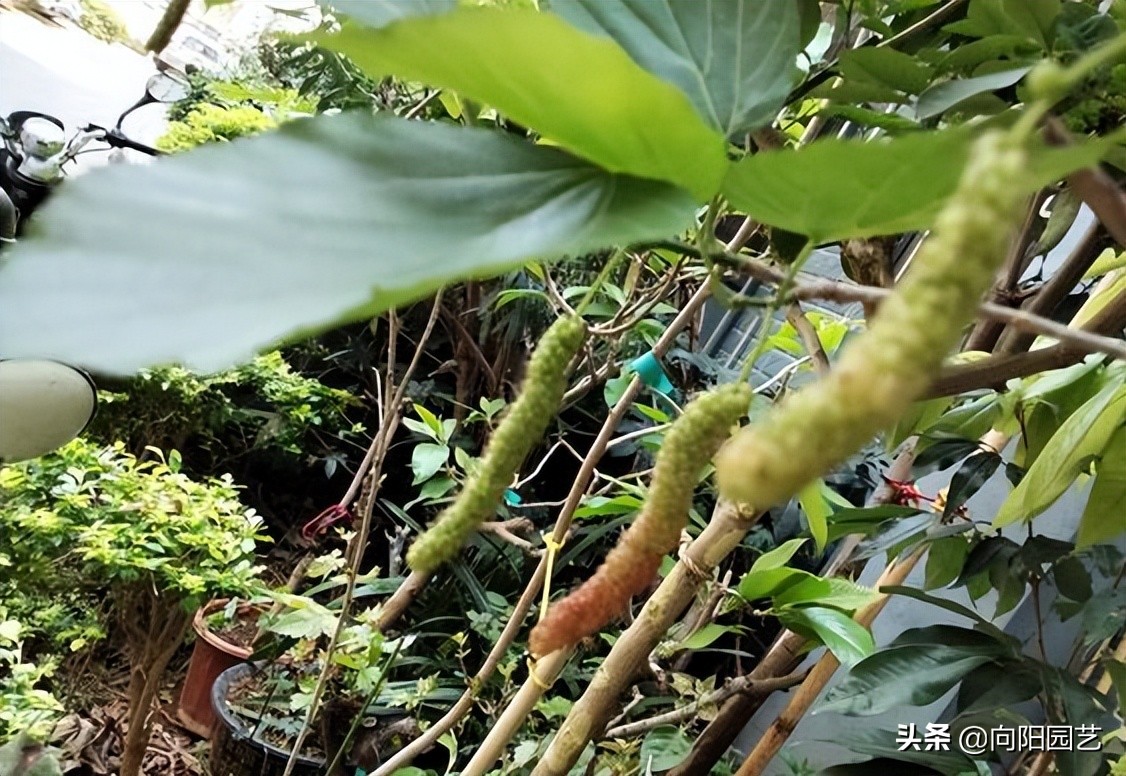 桑树不吉利,桑树不吉祥