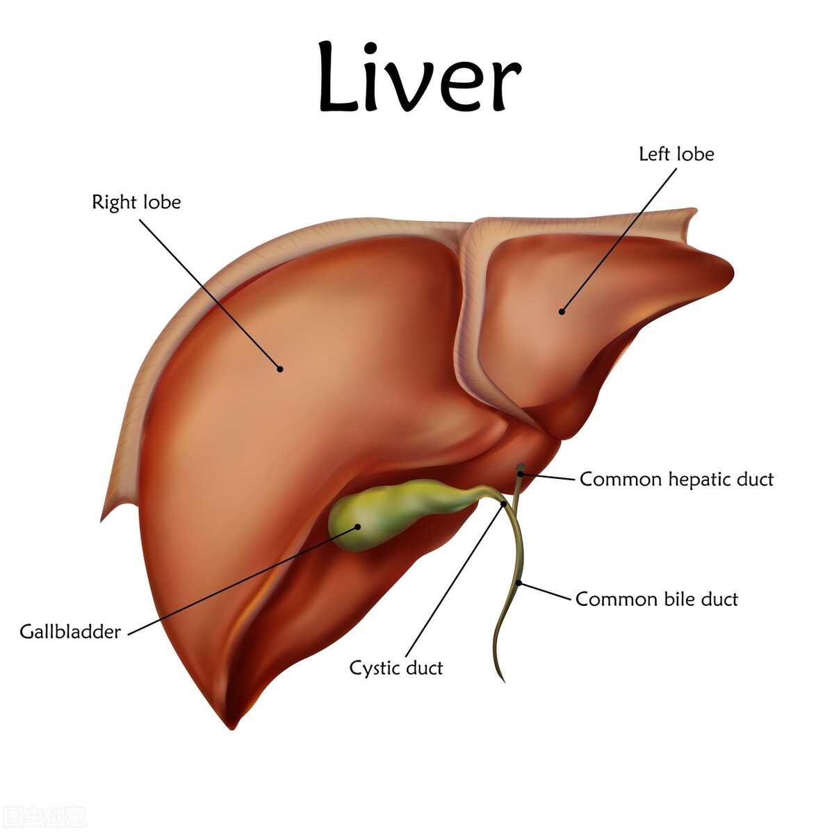 如果有肝炎是什么症状,如果出现这些症状说明你要喝酒了