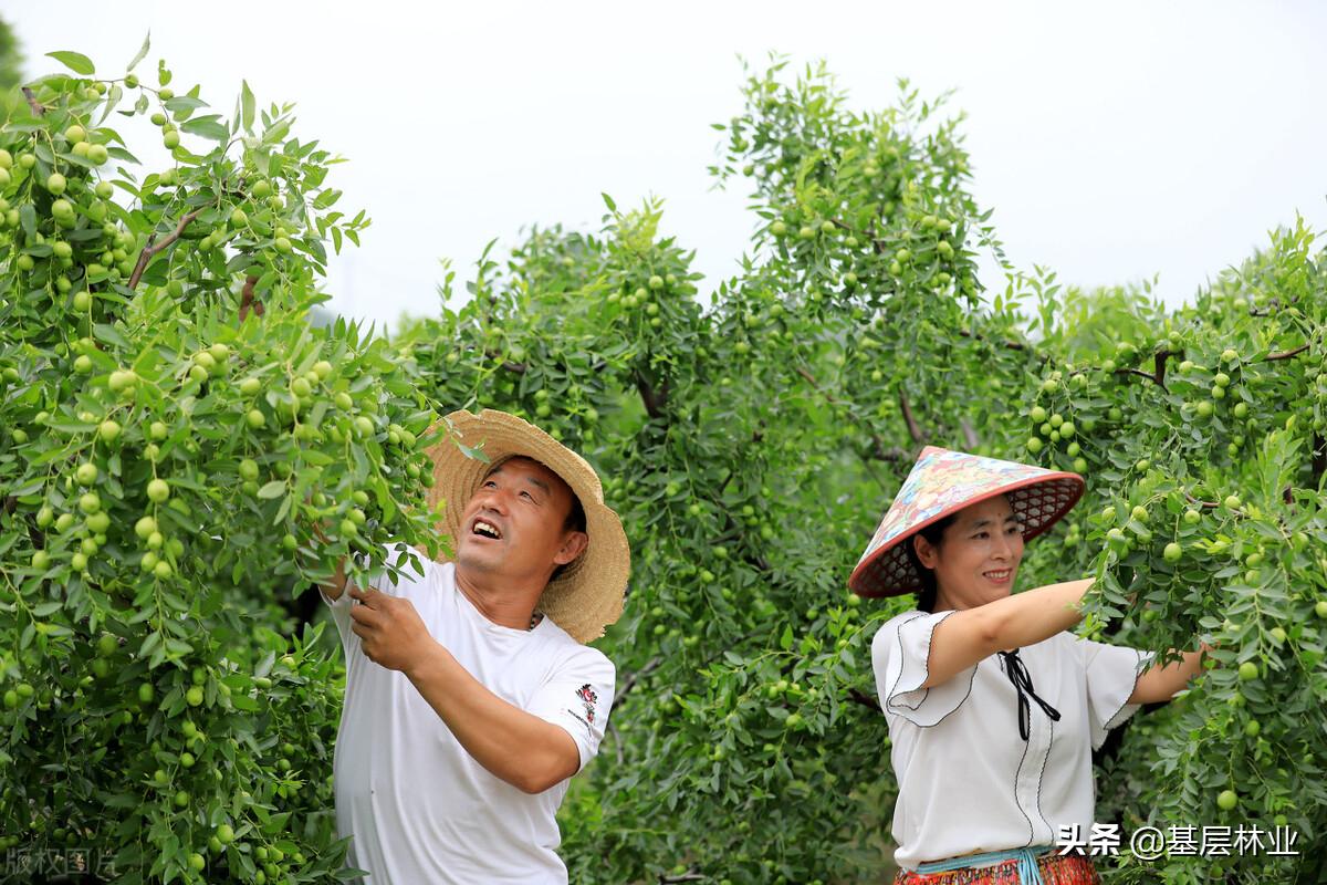 盆栽果树开花不结果原因,家里的果树不结果是怎么回事