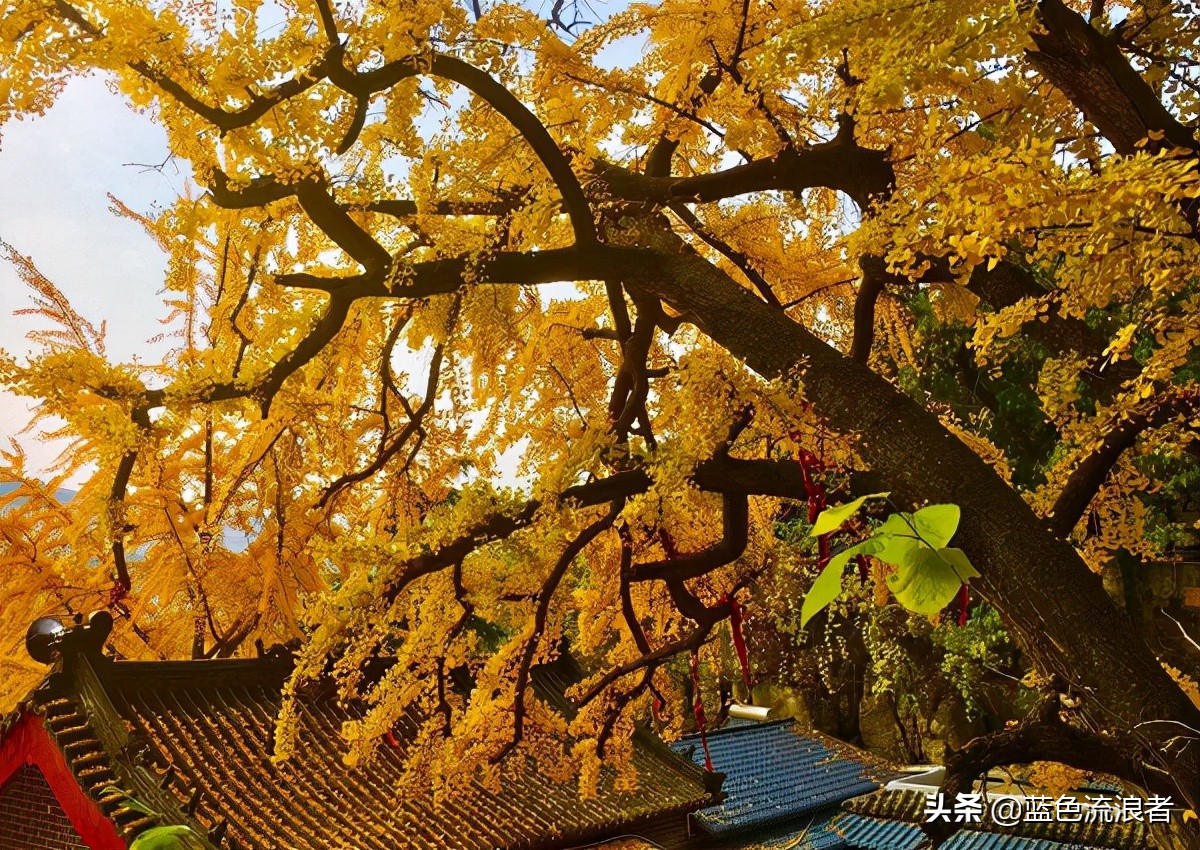 山东哪里被誉为长寿村,山东的长寿之乡都是哪些