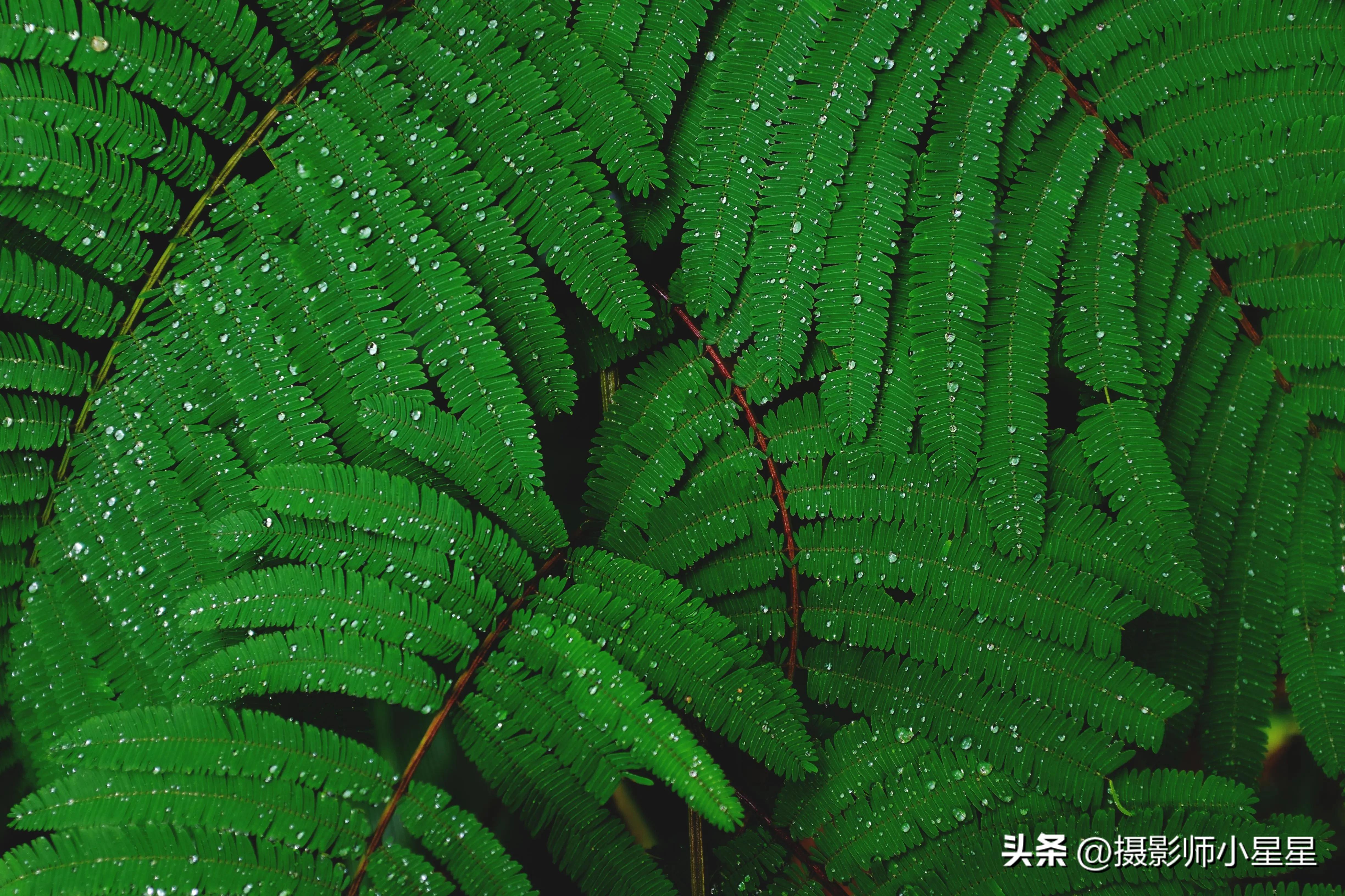 夏天绿色之美,夏天的绿色之美