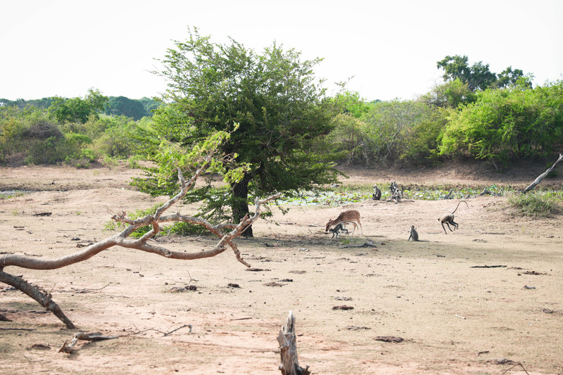 斯里兰卡旅游攻略必去景点,斯里兰卡最佳旅游攻略