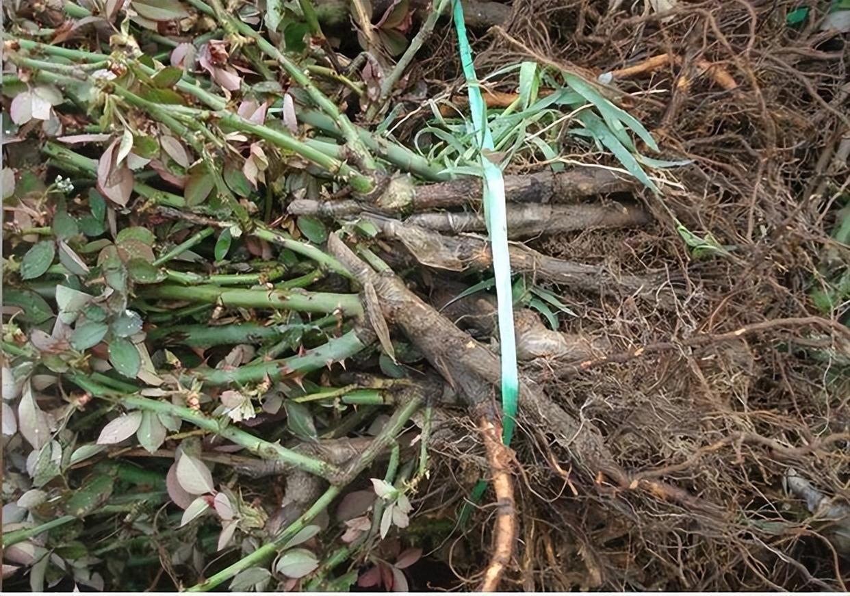 裸根老桩月季需要套塑料袋吗,裸根苗月季多少钱