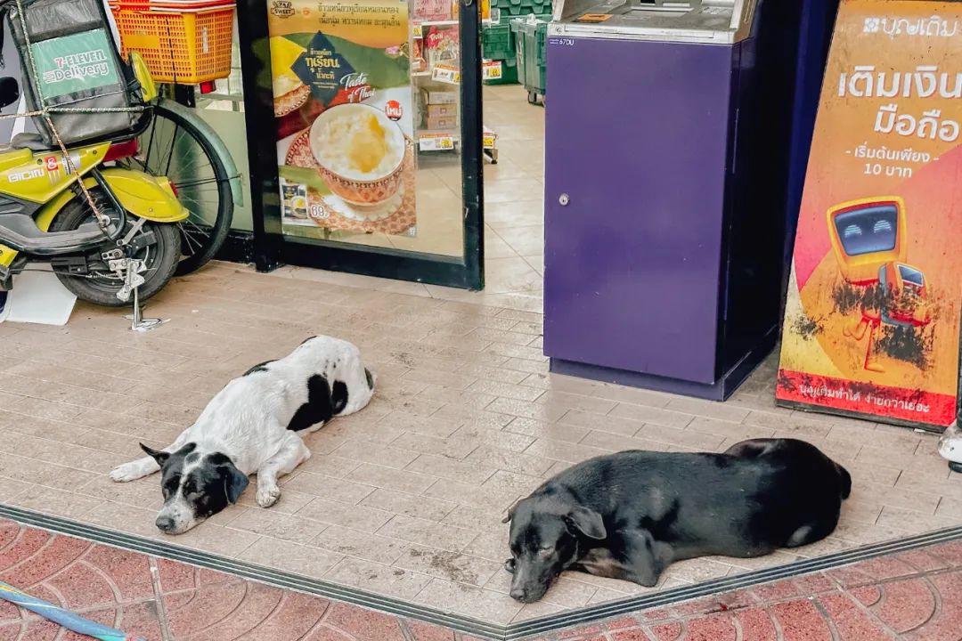 大数据推给想去泰国的朋友，万字长文玩转曼谷芭提雅