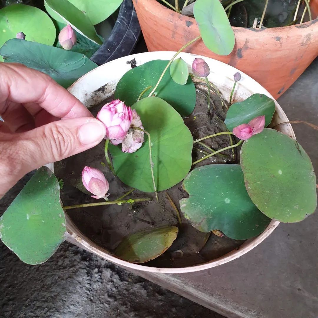 种植碗莲的时节,碗莲种植容器选择方法全过程