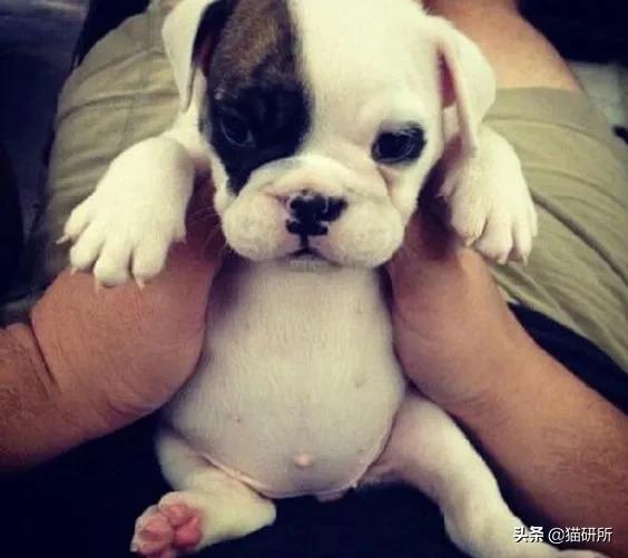 你见过猫咪吞口水吗,猫咪有肚脐眼吗