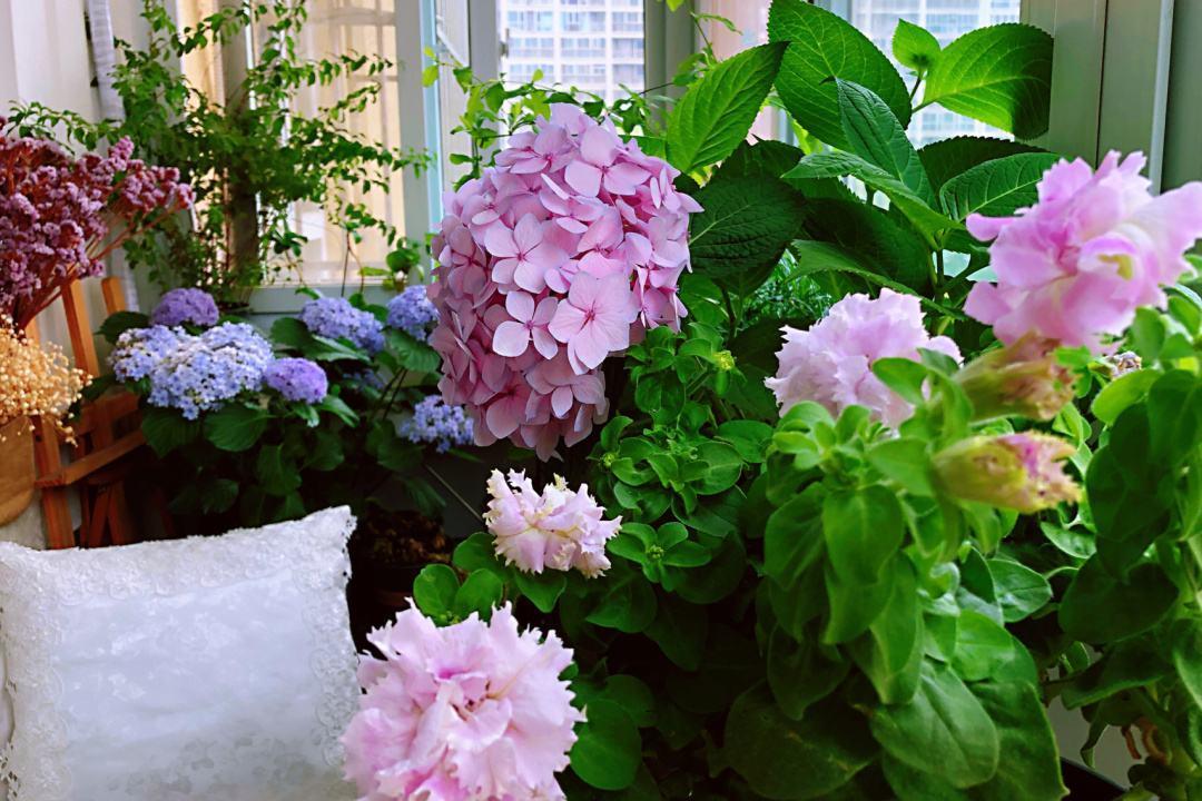 花草三不送,养花三不送