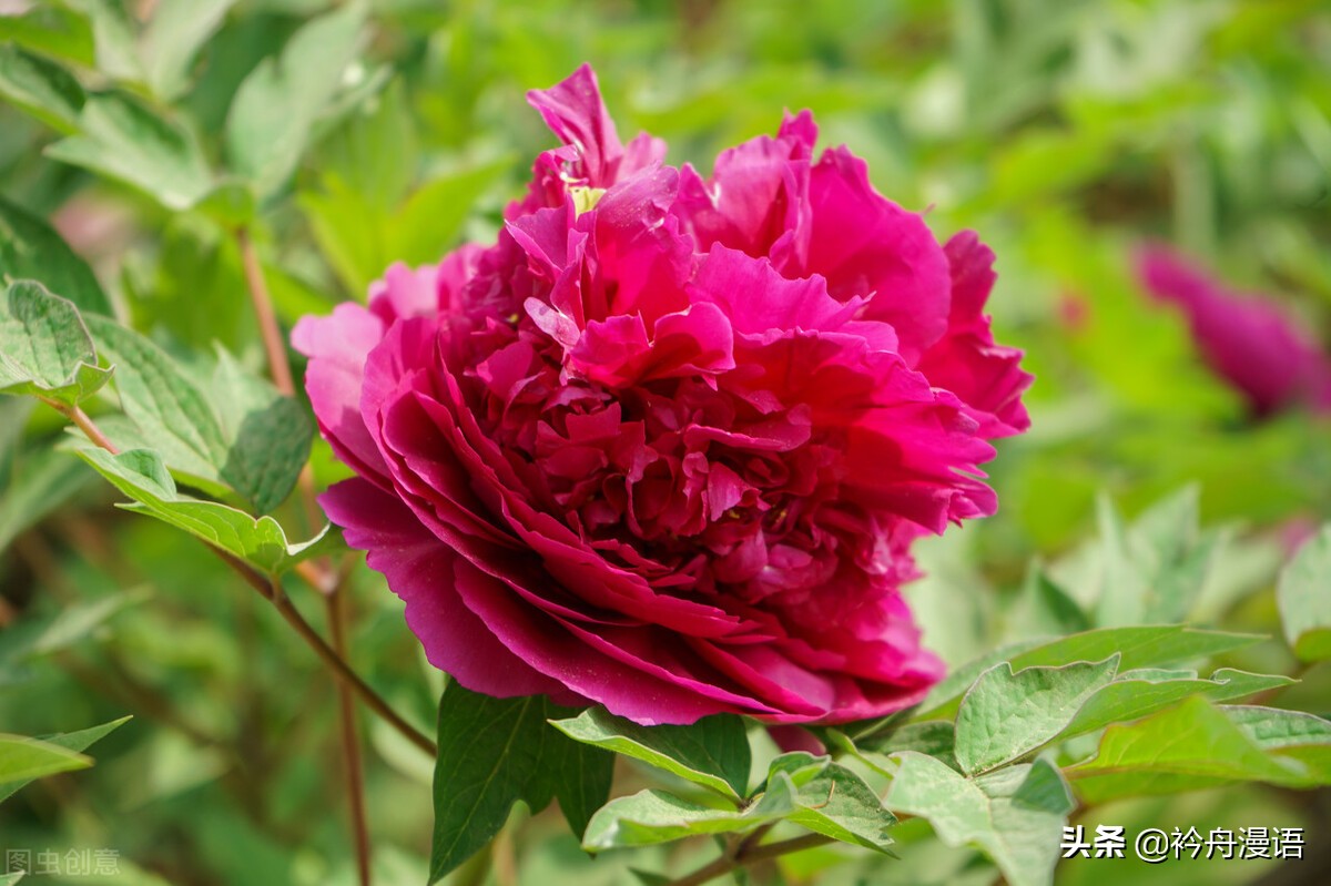 牡丹真国色花开时节动京城的意思,牡丹真国色花开时节动京城谁写的