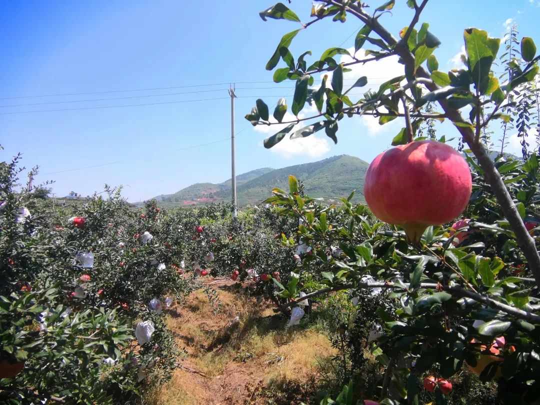 高考加油|一亩田上的研究生、本科生是如何致富的？