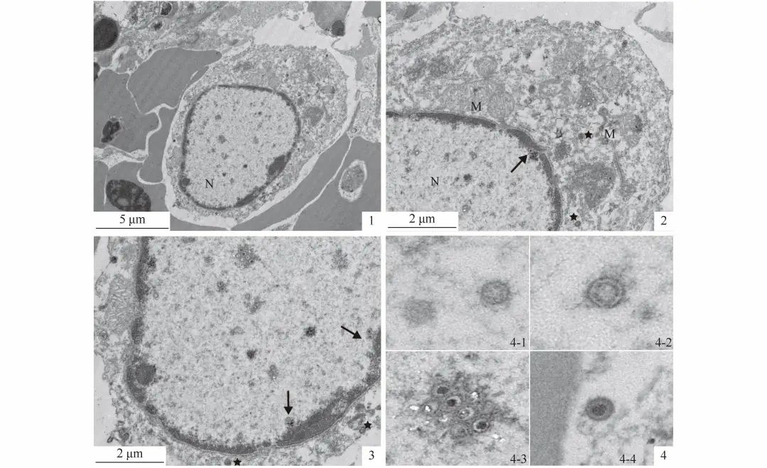 水产养殖疱疹病毒怎么治疗,水产养殖疱疹病毒