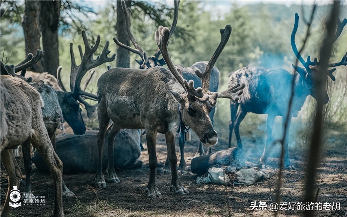 星享铁旅旅游专列,呼伦贝尔号旅游列车多少天旅程