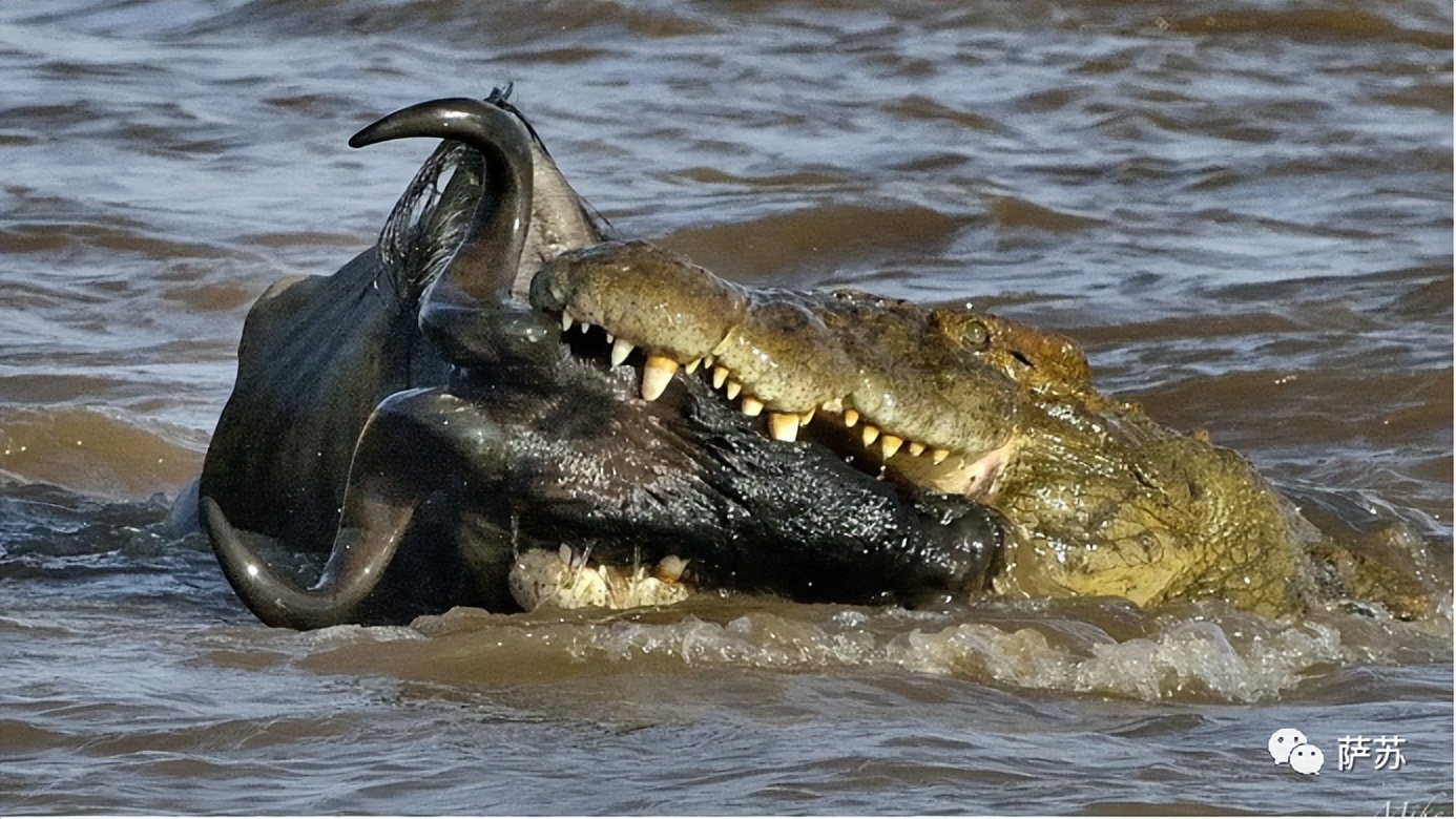 韩愈是怎么赶走鳄鱼的,韩愈写给鳄鱼的话