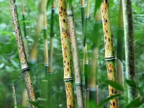 图说千古美人之湘妃