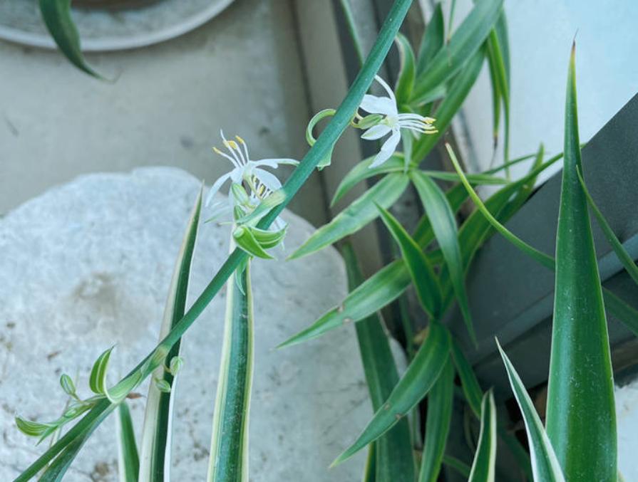 金边吊兰怎样养才能爆盆儿,怎么让金边吊兰快速长出小吊兰