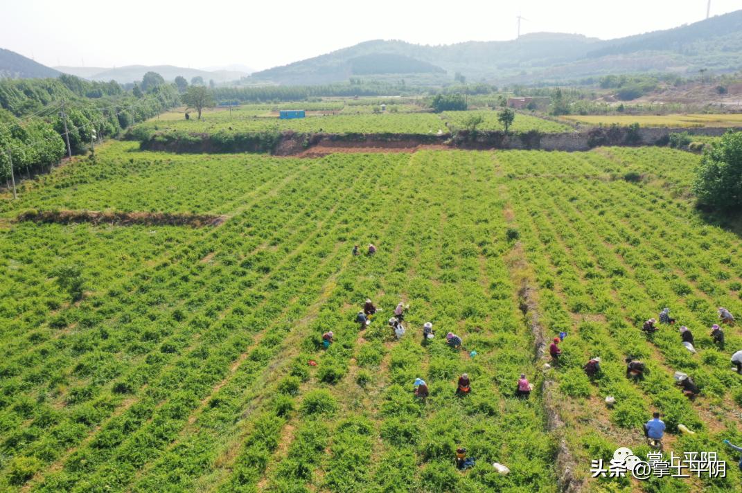 金银花开成乡村振兴致富花,金银花产业助力乡村振兴