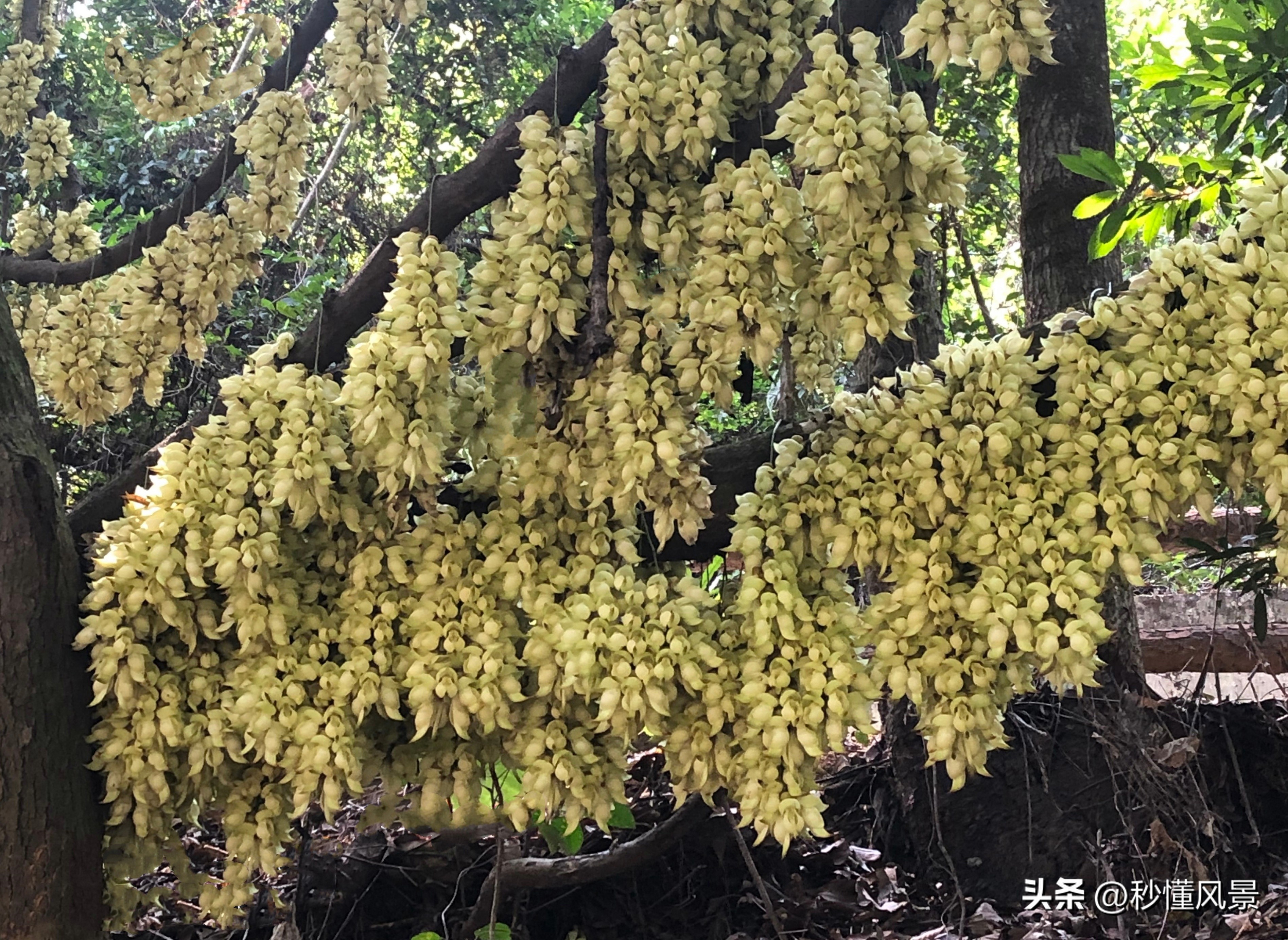 广州周边绿色森林公园拍照,广州市区小众公园景点