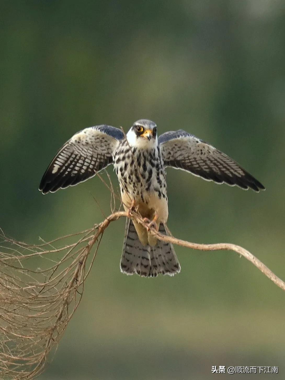红脚隼叫声,红脚隼