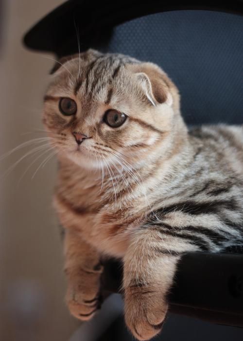 养猫常识100条,养猫必知的十条冷知识大全