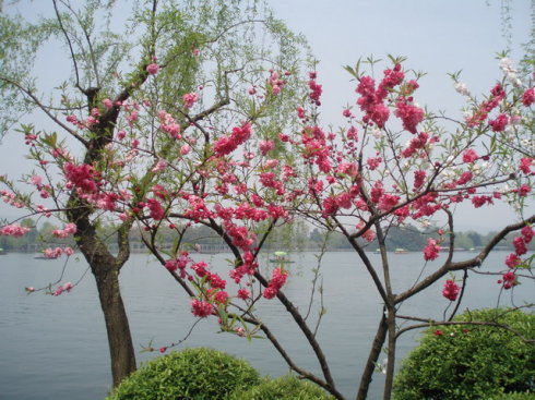 世界最美西湖图片,最美西湖十大风景