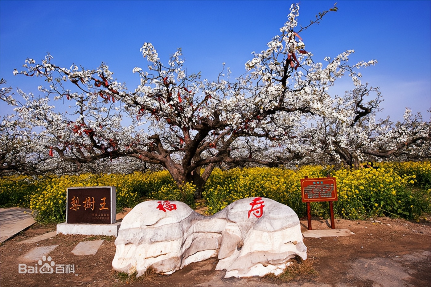 丰县和沛县哪个存在的时间长,徐州丰县和沛县原来是山东的