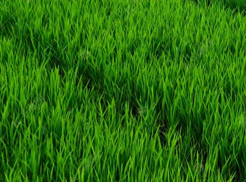 简单实用的秧田病虫草害绿色防控技术