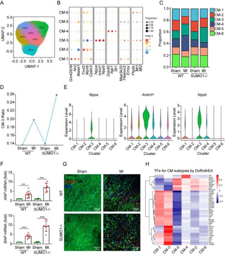 journalofpharmaceuticalanalysis投稿,心血管疾病研究进展期刊