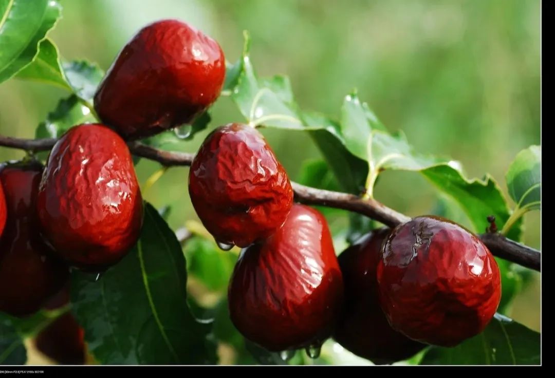 肝硬化出现结节肝硬化还能逆转吗,肝硬化干细胞移植能逆转肝硬化吗