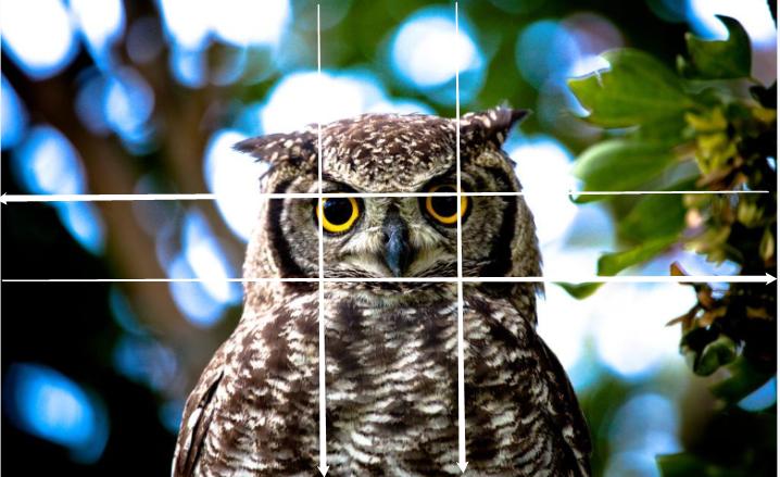 摄影的黄金分割构图法,摄影横向构图和纵向构图的特点