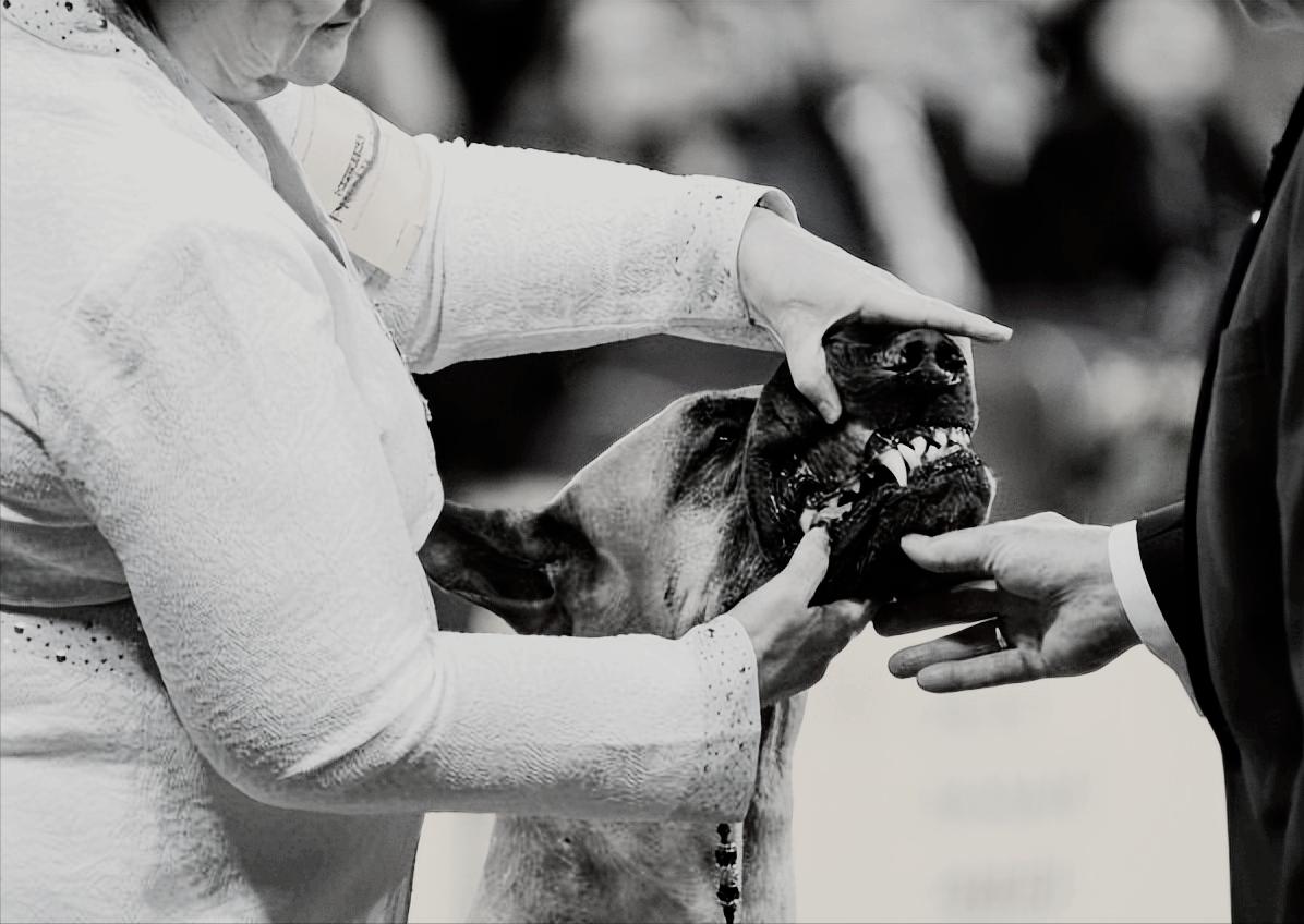 1998年美国温顺杂交犬咬死女主人,1998年温顺杂交犬将主人折磨致死