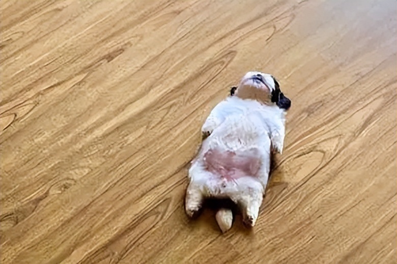 狗狗不睡窝睡地板是什么原因,狗狗睡地板不睡狗窝