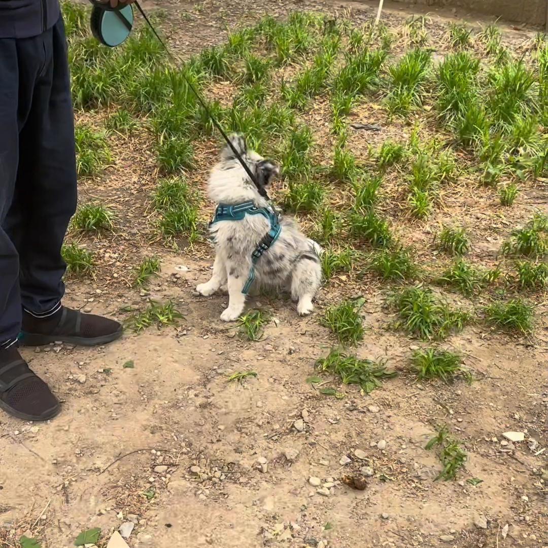 训练边牧捡东西回来,怎么教边牧捡东西给主人