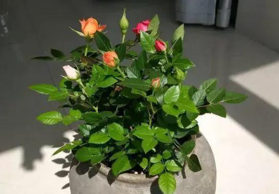 家里种的花有虫子有灭虫子方法吗,家里养的花除虫