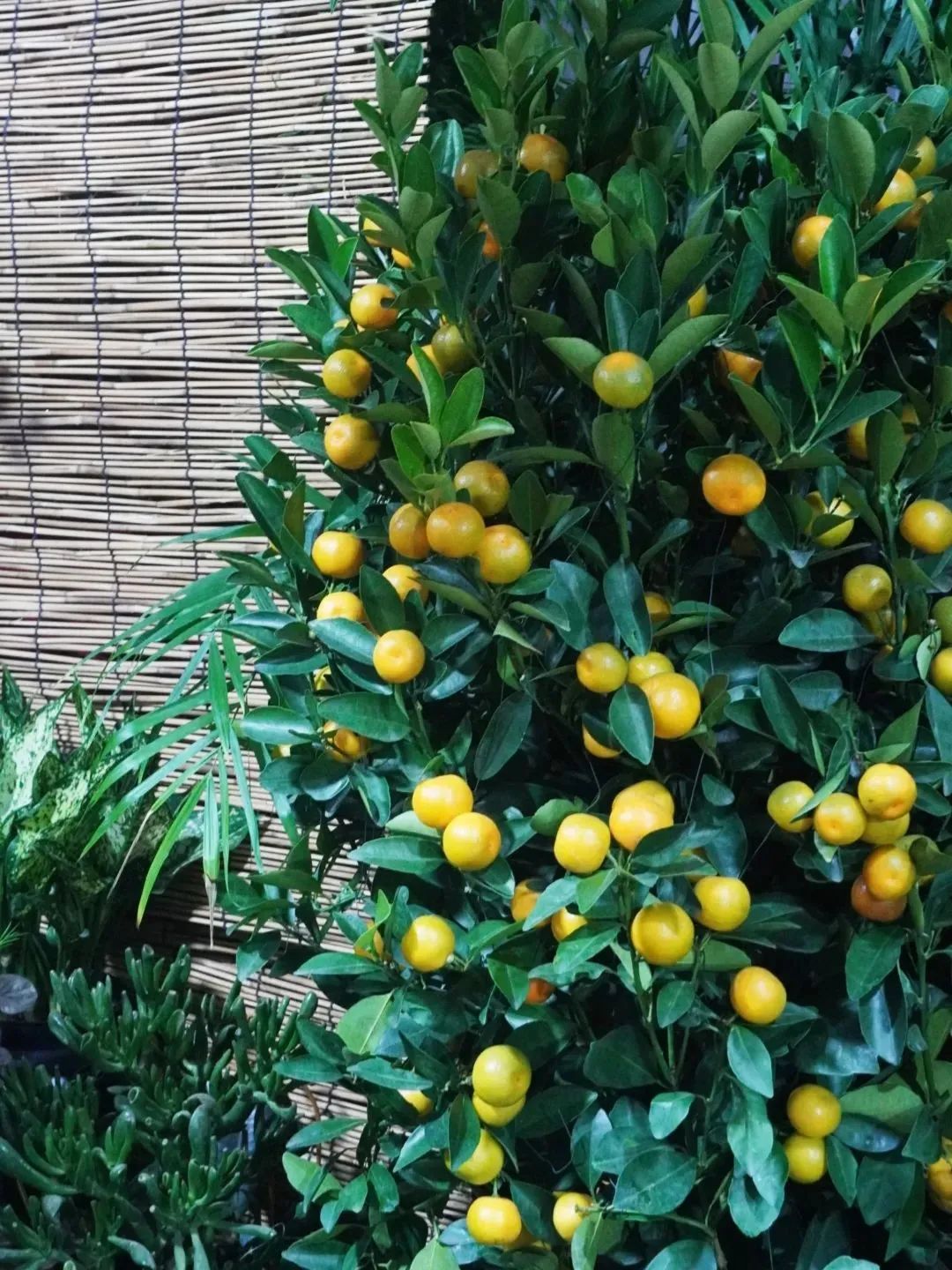 济南春天看花好去处,来济南买金子