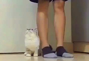 救命！猫咪太黏我了怎么办？